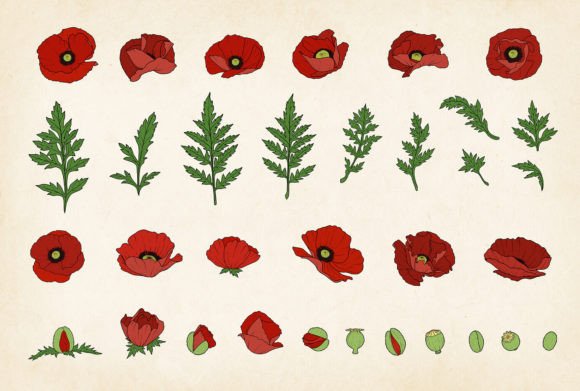 Download Colored Poppy SVG Vector Poppy Bundle - Poppy Collection