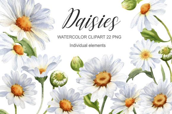 Download Watercolor Daisy Flower Clipart - Art Collection