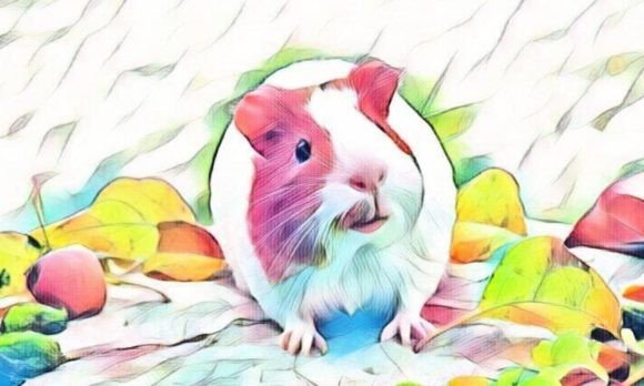 Download Hamster Premium Digital Paper VOL-10 - Premium Collection