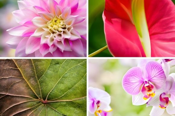 Download 46 Organic Botanical Backgrounds - Botanical backgrounds Collection
